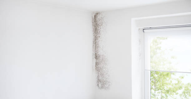 Reliable Epworth, IA Mold Removal Solutions