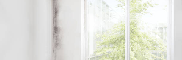 Best Post-Construction Mold Inspection  in Epworth, IA